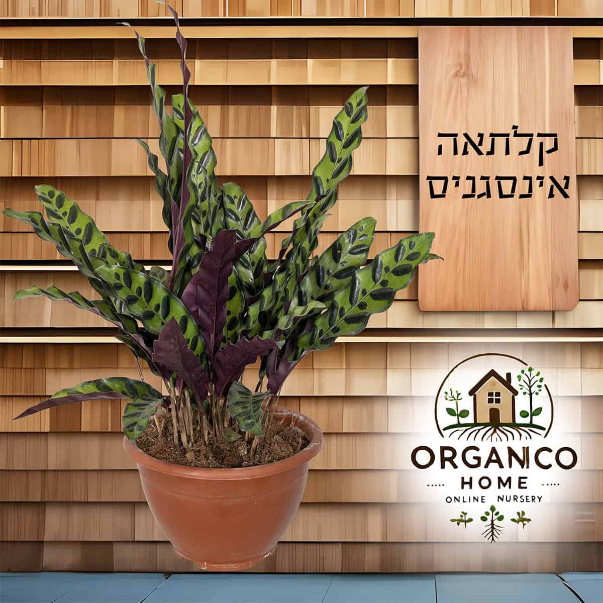 קלתאה אינסיגניס למכירה - מחיר