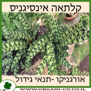 קלתאה אינסיגניס