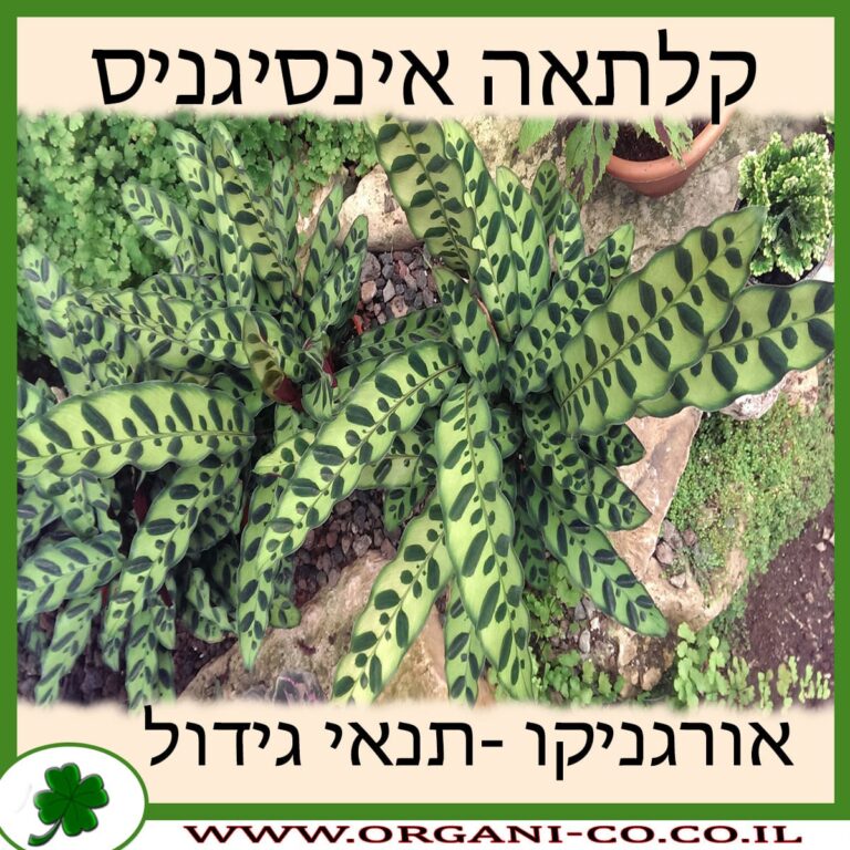 קלתאה אינסיגניס קלתאה אינסיגניס