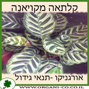 קלתאה מקויאנה