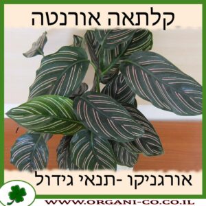 קלתאה אורנטה