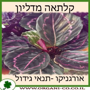 קלתאה מדליון