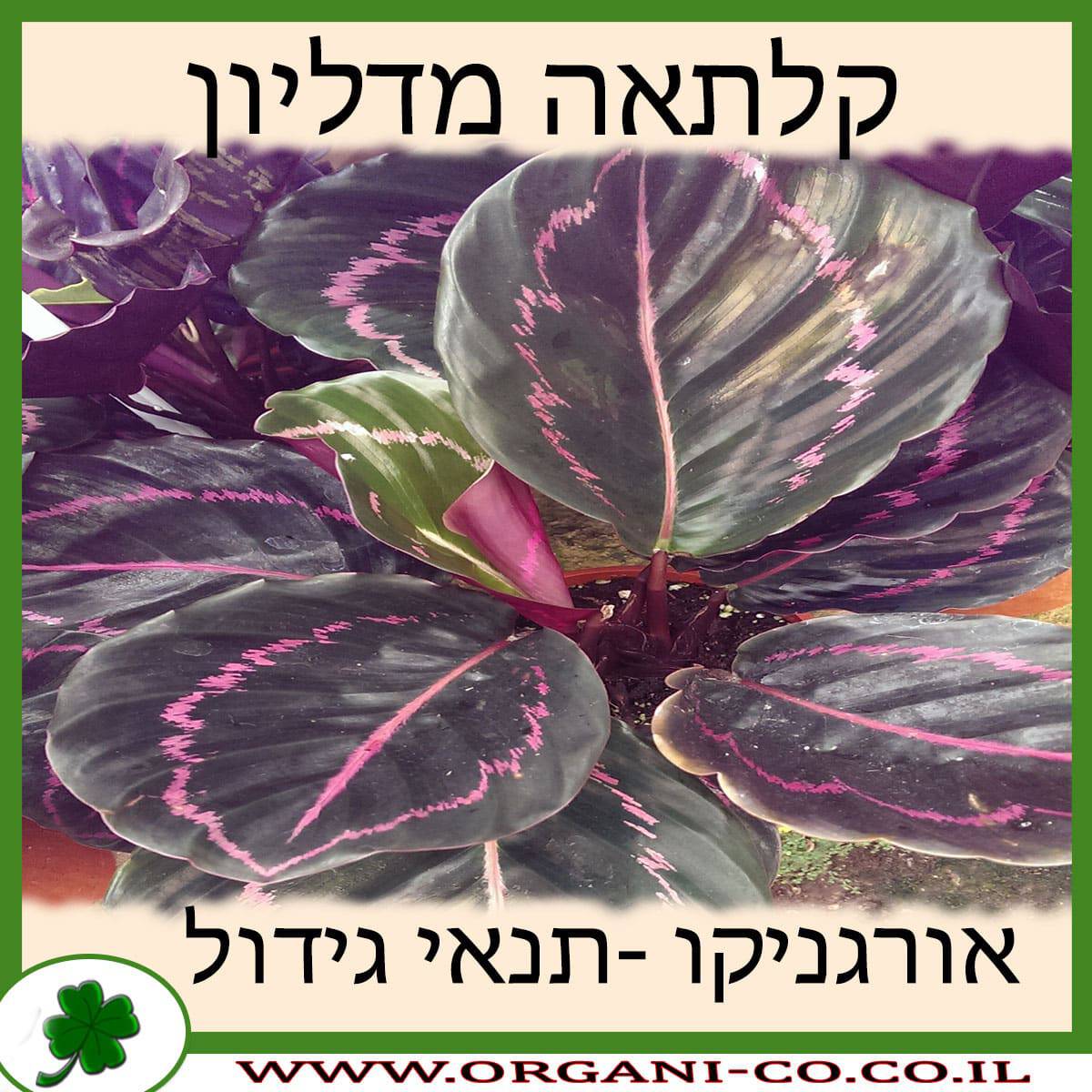 קלתאה מדליון