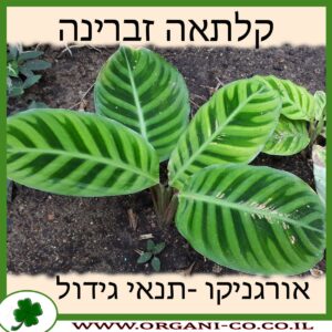 קלתאה זברינה