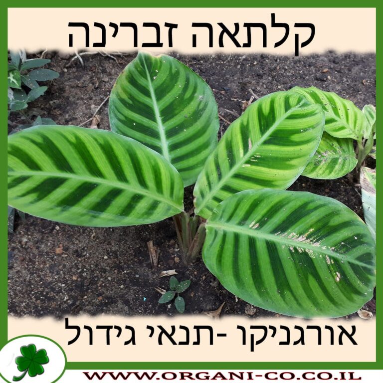 קלתאה זברינה קלתאה זברינה