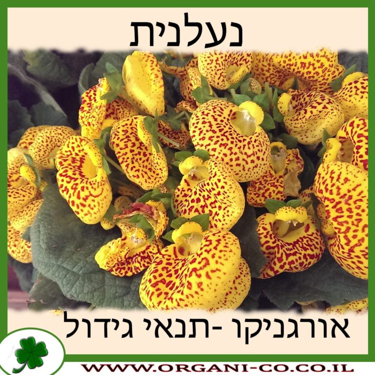 נעלנית נעלנית