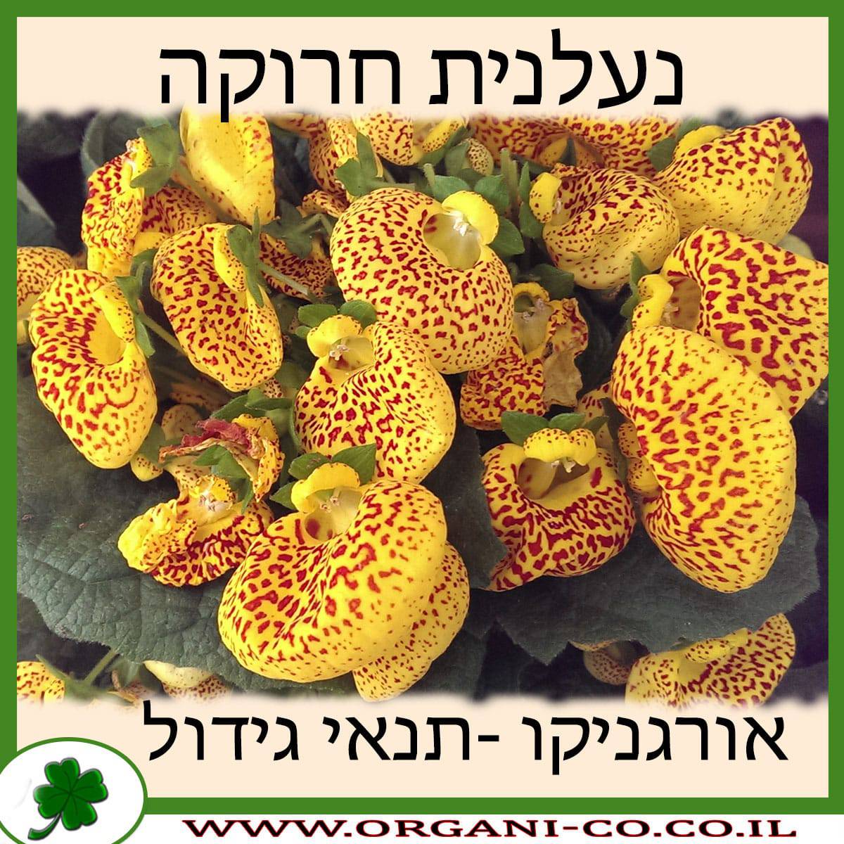 נעלנית חרוקה