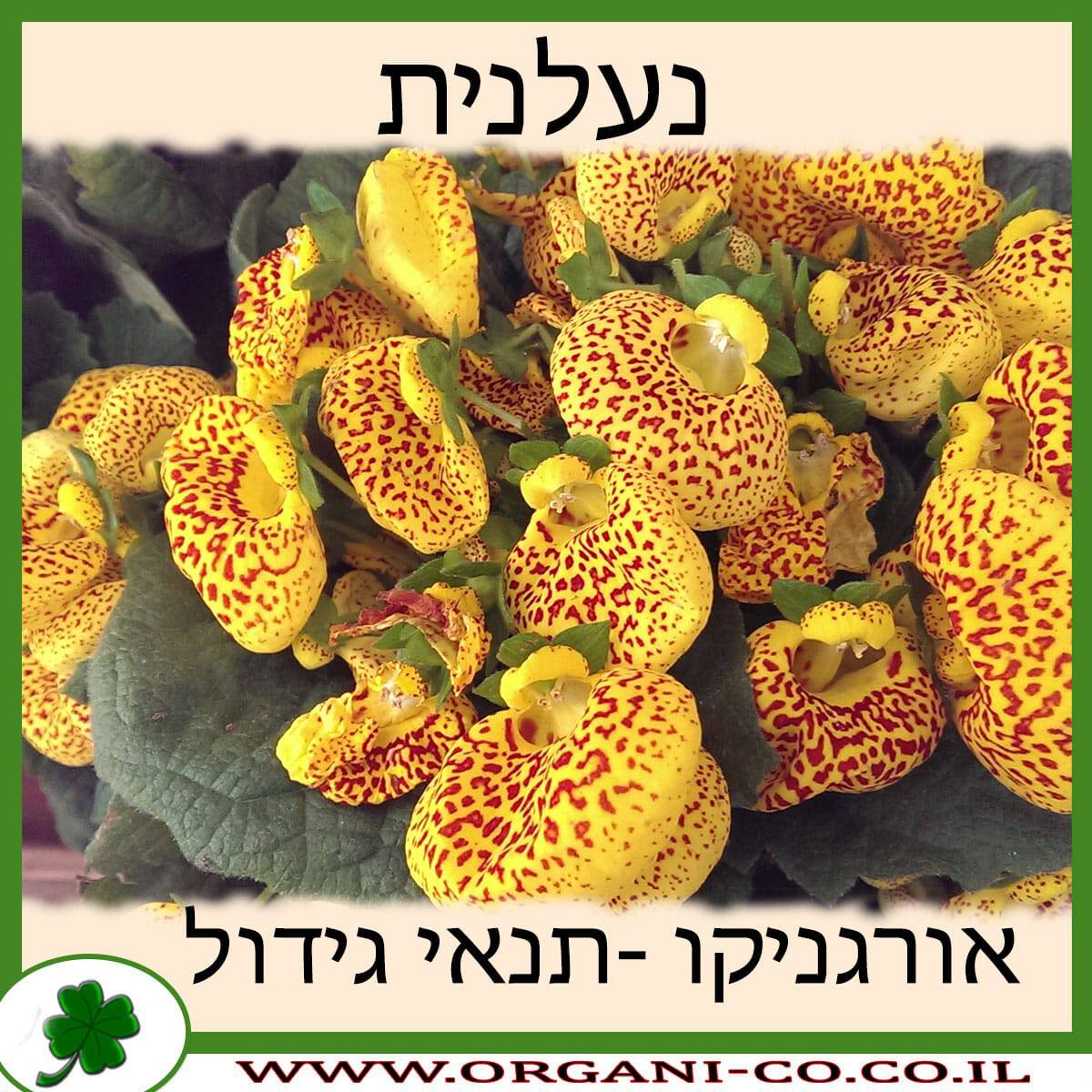 נעלנית