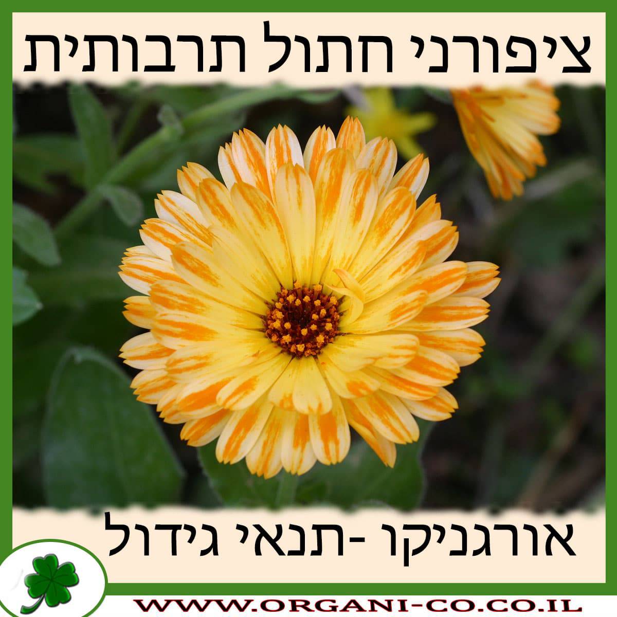 ציפורני חתול תרבותית