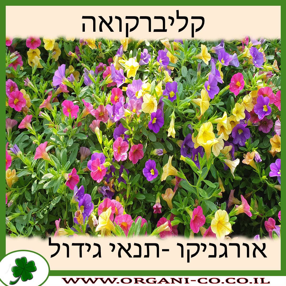 קליברקואה