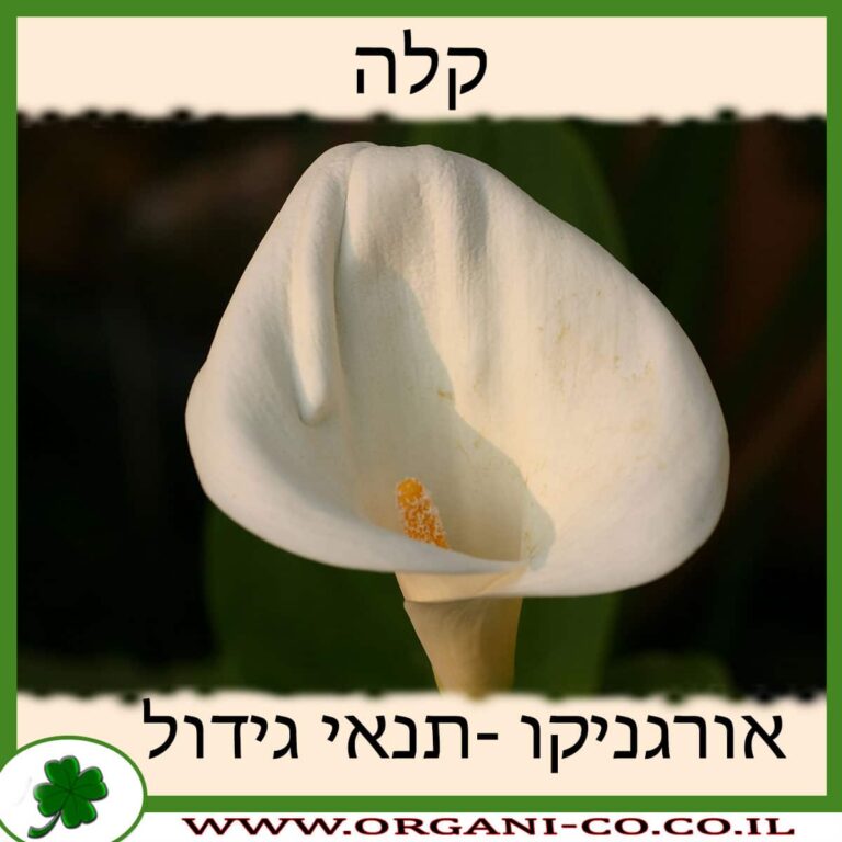 קלה קלה פרח צמח