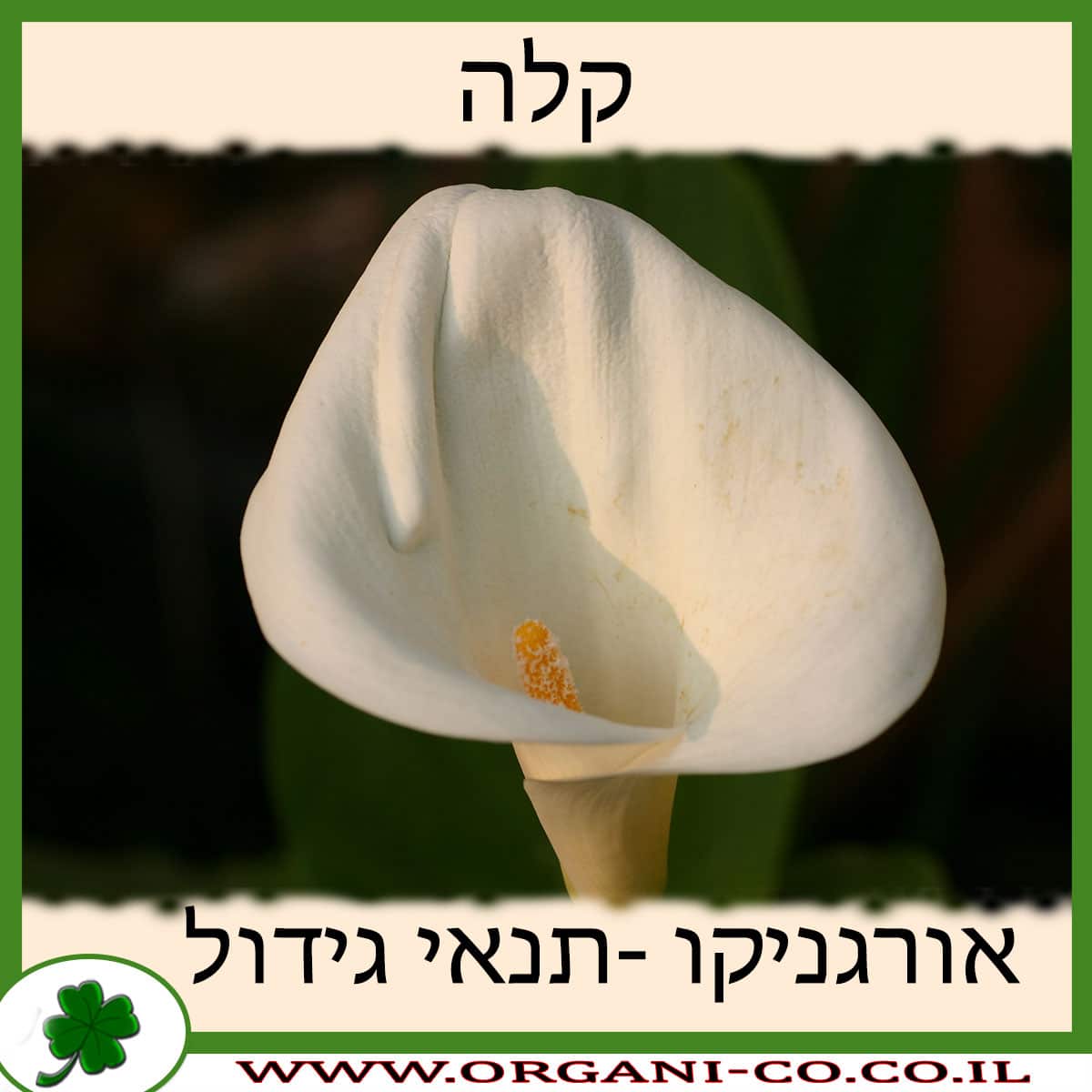 קלה פרח צמח