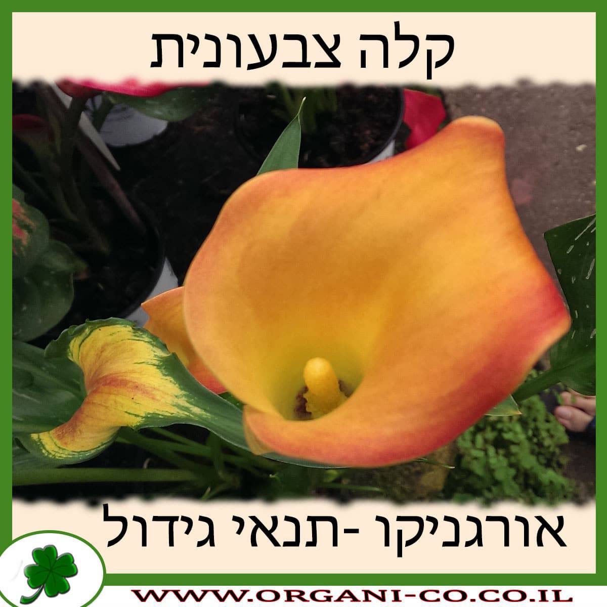 קלה צבעונית