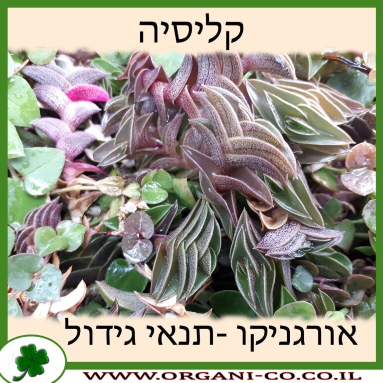 קליסיה קליסיה