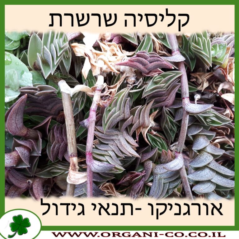 קליסיה שרשרת קליסיה שרשרת