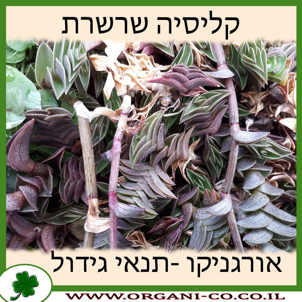 קליסיה שרשרת