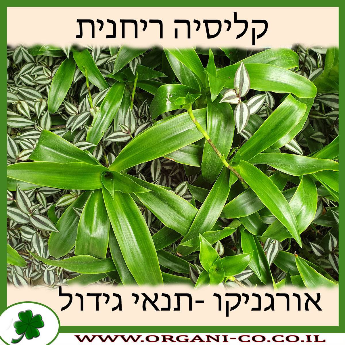 קליסיה ריחנית
