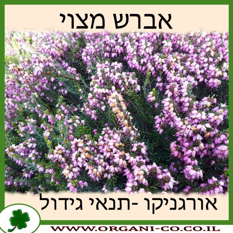 אברש מצוי אברש מצוי
