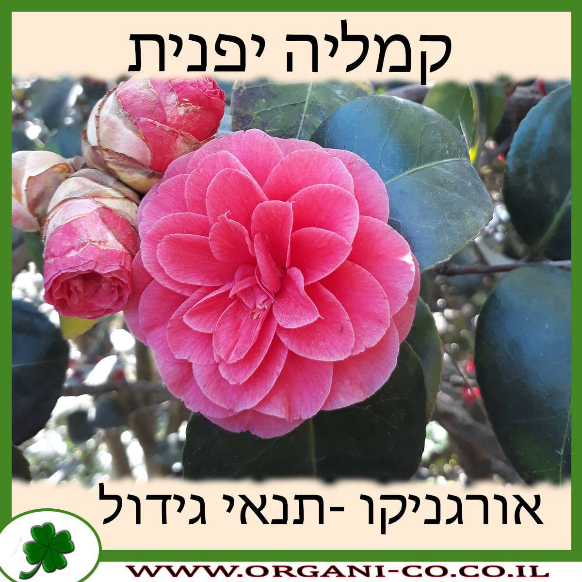 קמליה יפנית