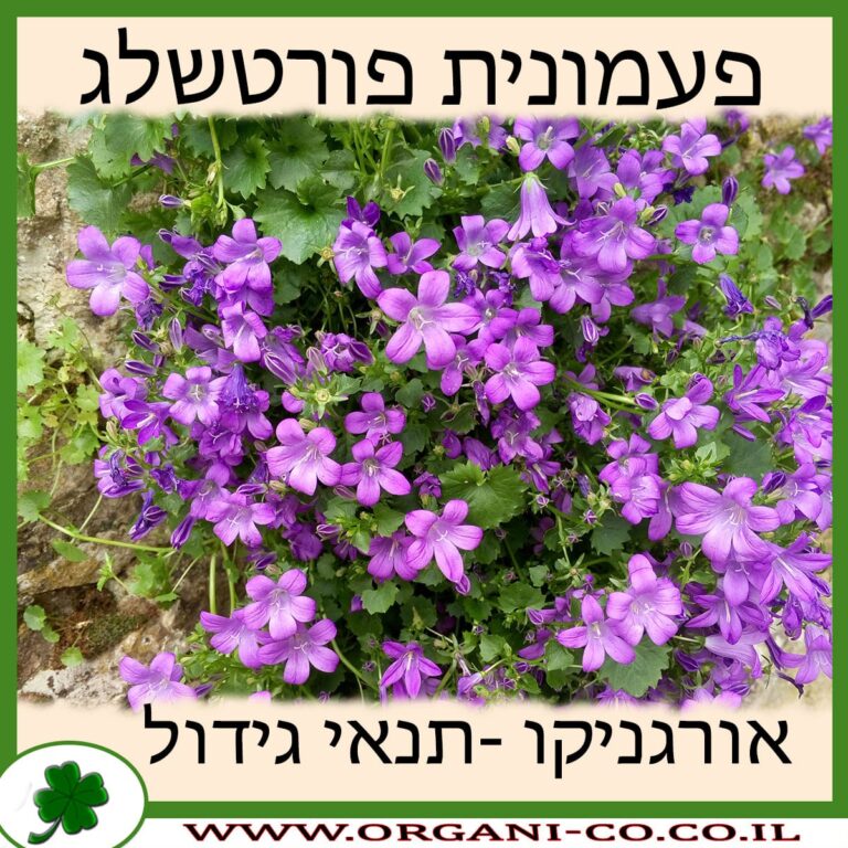 פעמונית פורטשלג