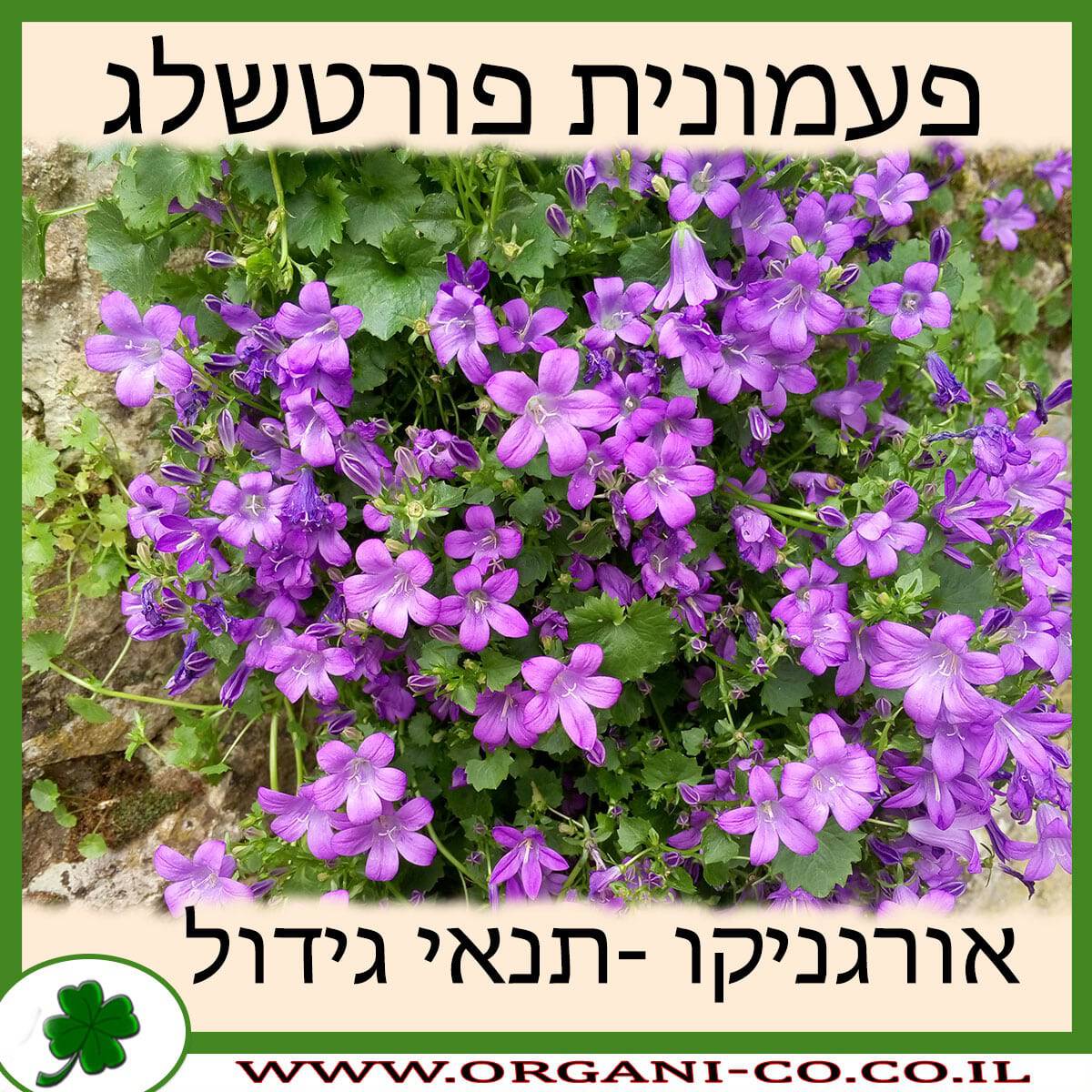 פעמונית פורטשלג
