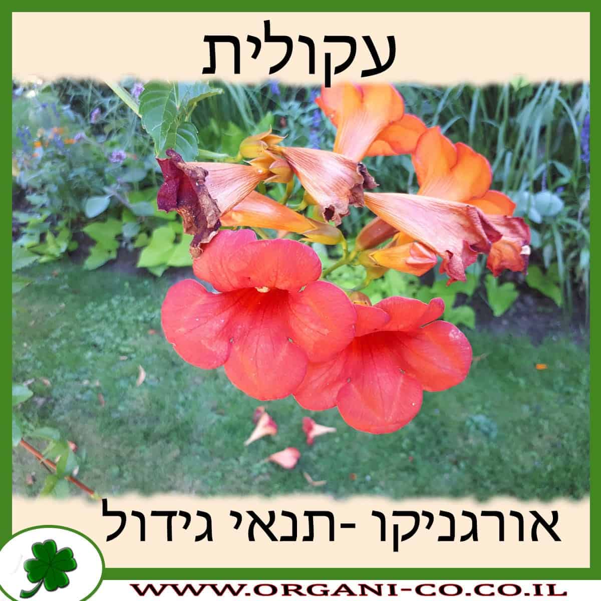 עקולית