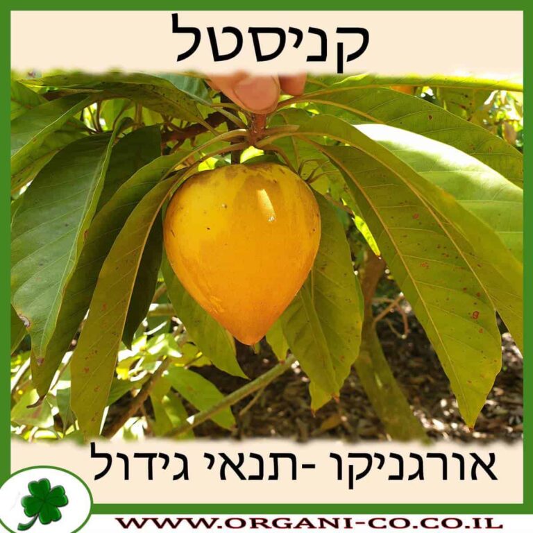 קניסטל קניסטל גידול צמח