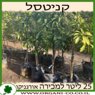 קניסטל 25 ליטר למכירה - מחיר