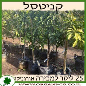 קניסטל 25 ליטר למכירה - מחיר