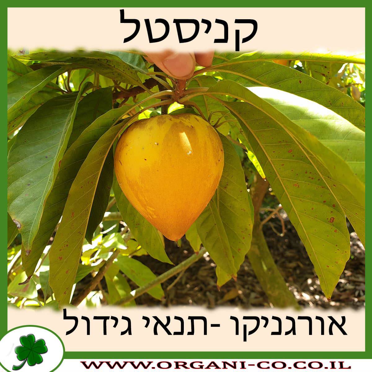 קניסטל גידול צמח