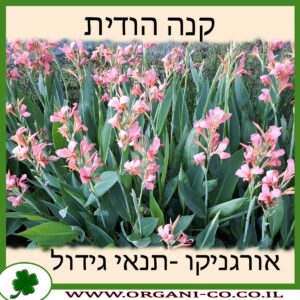 קנה הודית