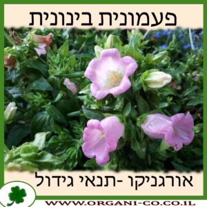 פעמונית בינונית