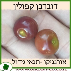 דובדבן קפולין פרי