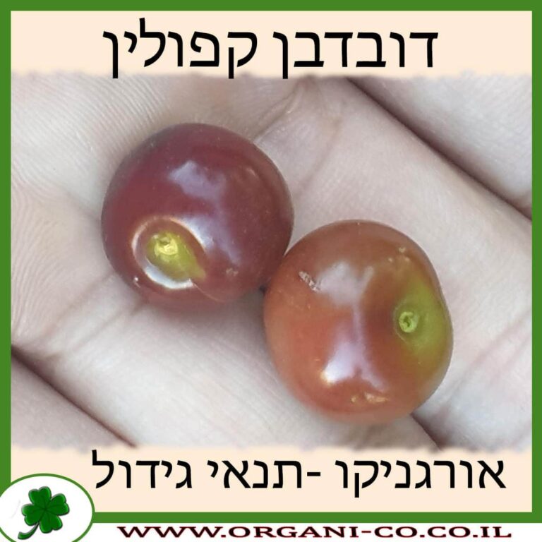 דובדבן קפולין דובדבן קפולין פרי