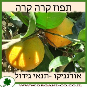 תפוז קרה קרה