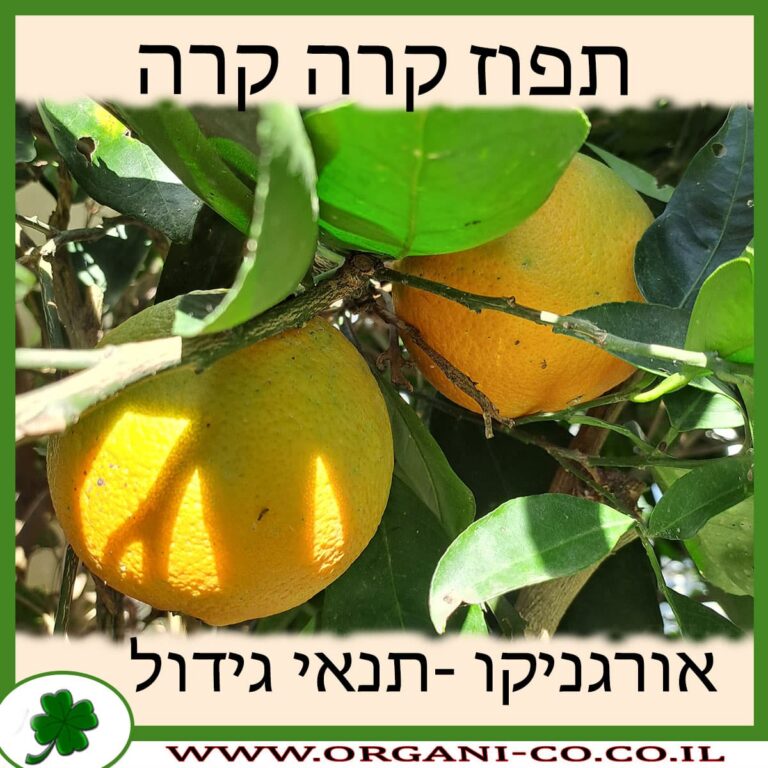 תפוז קרה קרה תפוז קרה קרה