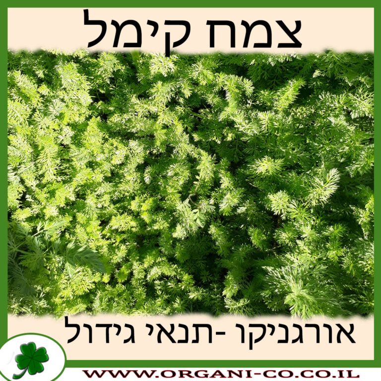 קימל צמח צמח קימל גידול צמח