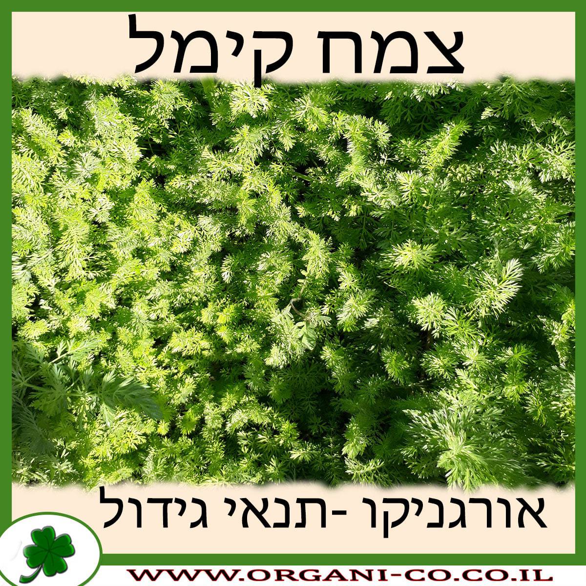 צמח קימל גידול צמח