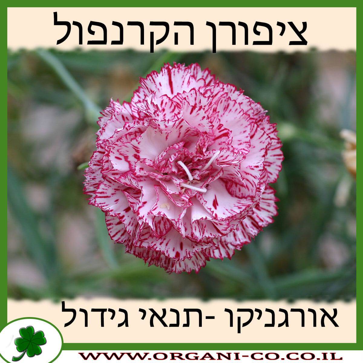 ציפורן הקרנפול