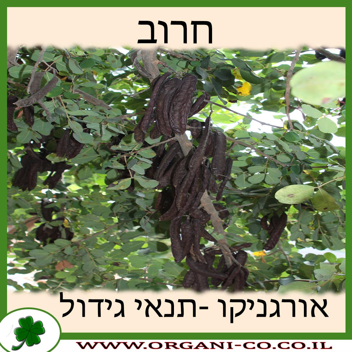 חרוב תנאי גידול צמח