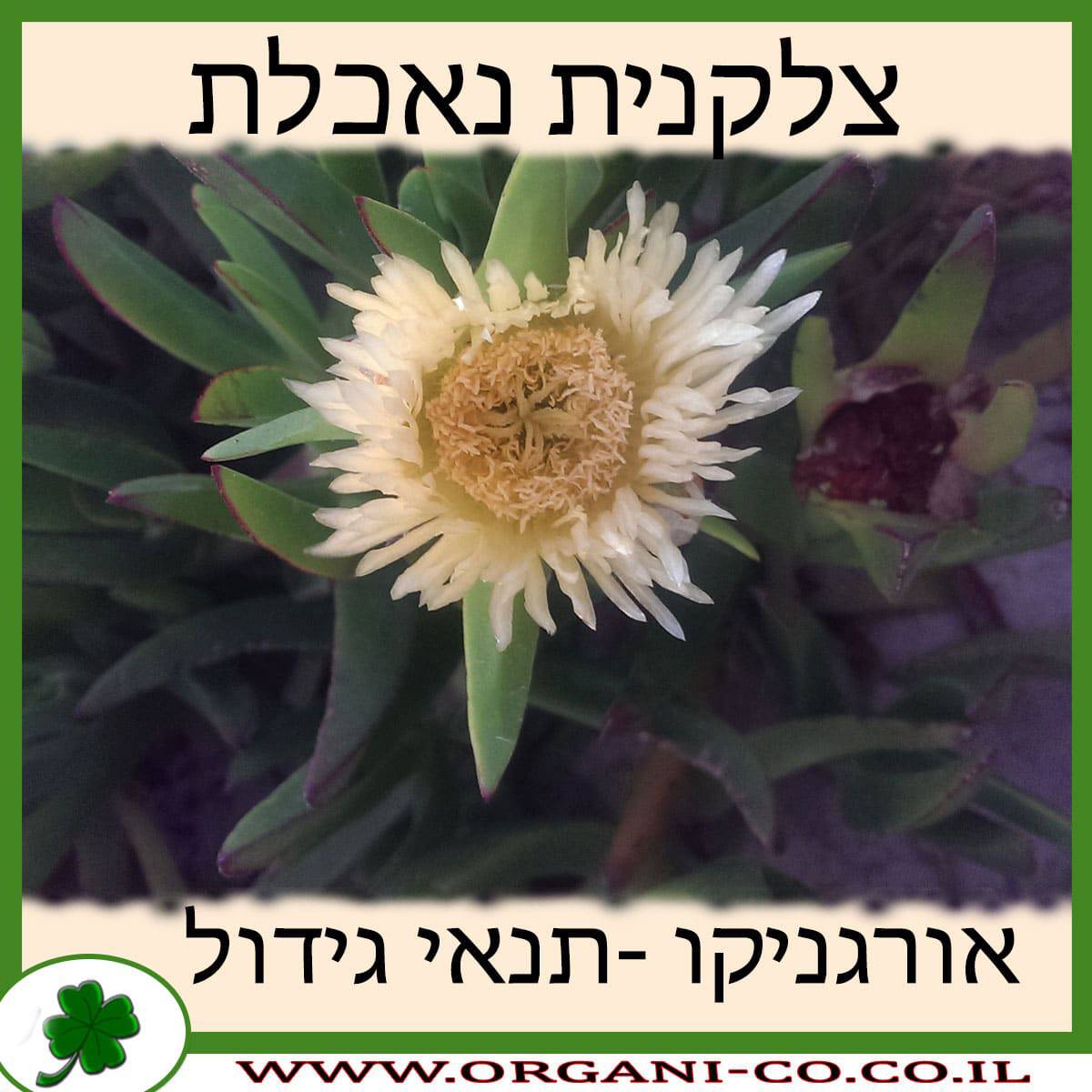צלקנית נאכלת