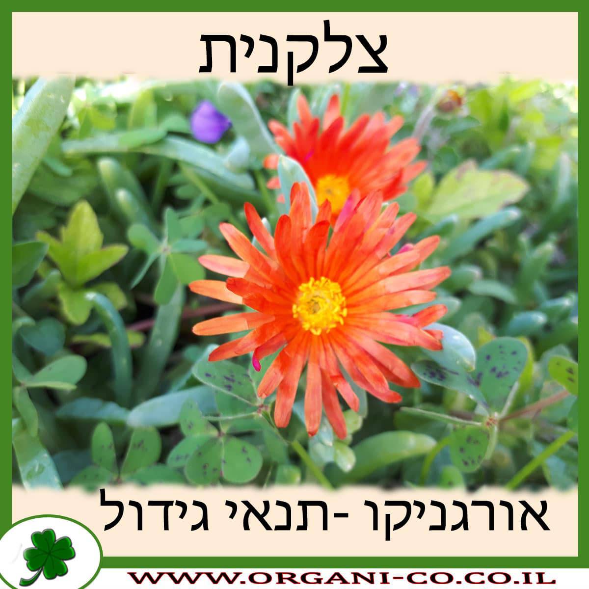 צלקנית