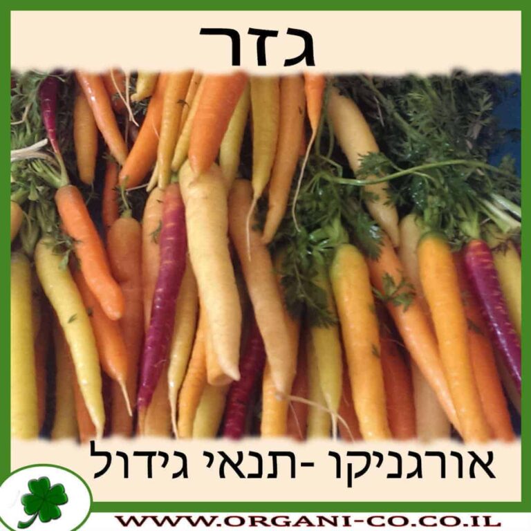 גזר גזר גידול צמח