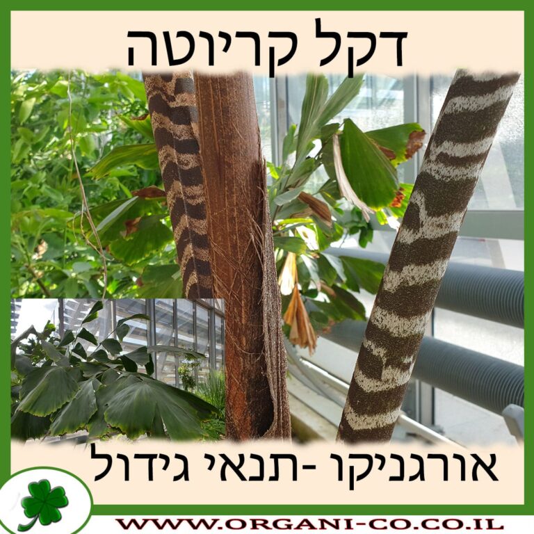 דקל קריוטה דקל קריוטה