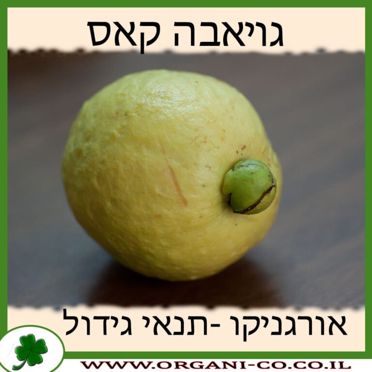 גויאבה קאס גויאבה קאס תנאי גידול