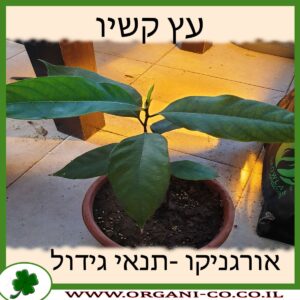 עץ קשיו