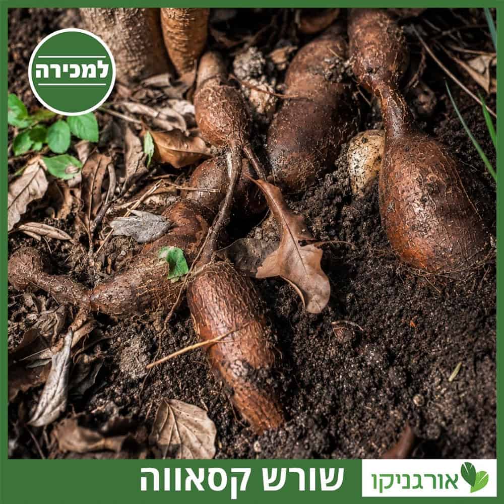 קסאווה למכירה