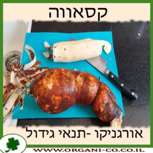 קסאווה גידול צמח