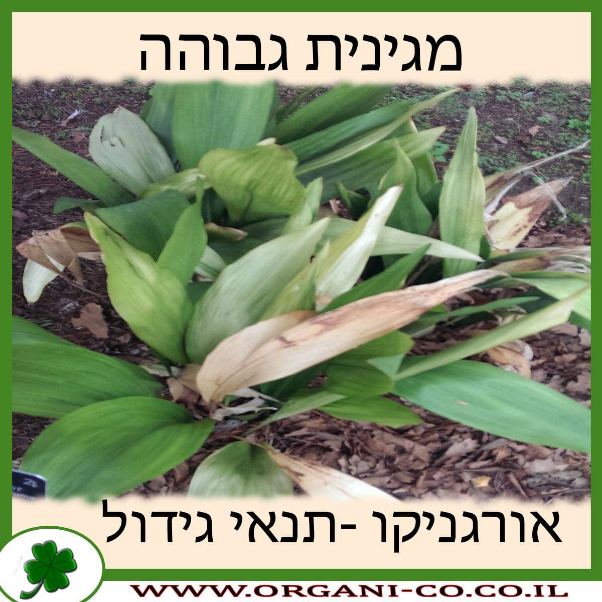 מגינית גבוהה