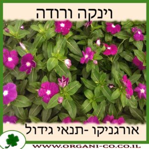 וינקה ורודה